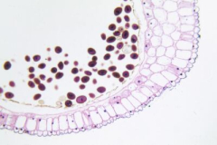 Cell image