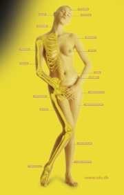 Medical image of woman