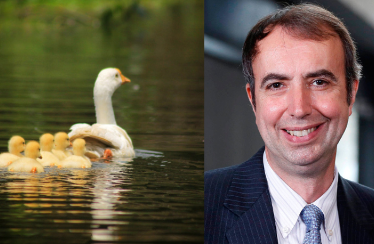 Ducks swimming on water and headshot of Prof. Merlin Crossley